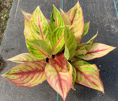 6" Aglaonema Golden Papaya